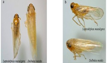 Cigarrinha africana