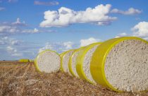 Quer 500 arrobas de algodão? Primeiro, entenda isso sobre a planta