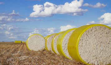 Quer 500 arrobas de algodão? Primeiro, entenda isso sobre a planta