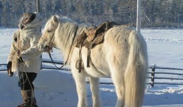 Conheça os cavalos mais resistentes à geadas de -60°C; Vídeo
