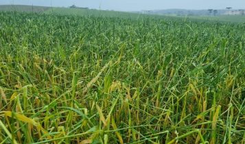 Frente fria provoca estragos na área rural em Santa Catarina: veja como acessar os programas emergenciais