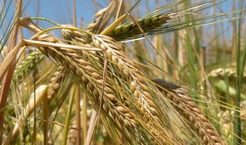 Cevada na alimentação de bovinos confinados: uma alternativa nutritiva e econômica