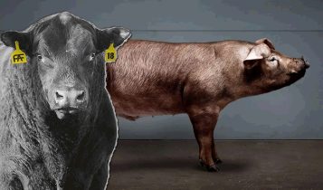 Duroc: Conheça o “Angus” da carne na suinocultura
