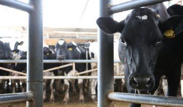 “Produzir leite é a maneira de empobrecer sorrindo”, diz pecuarista