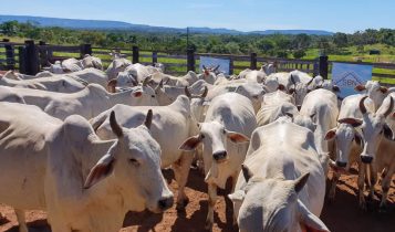 Fazenda-Progresso- Paraiso do Tocantins - Alexandre Bispo