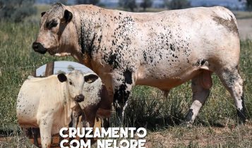 Speckle Park x Nelore, produz gado adaptado com carne diferenciada