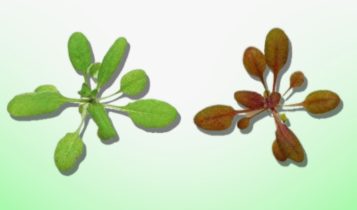 Planta muda de cor ao identificar substância tóxica na água
