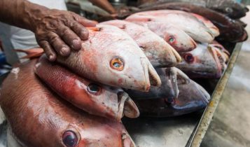 Mel, peixe, manteiga: os alimentos de origem animal mais fraudados no Brasil