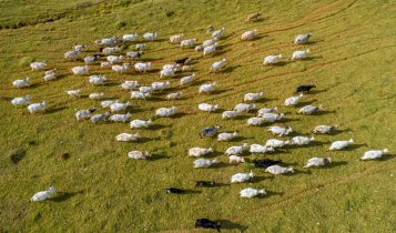 Escolha do suplemento ideal para o rebanho evita prejuízos na estiagem