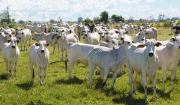 Conheça a Rio Preto, 1° Fazenda Modelo de sustentabilidade no país
