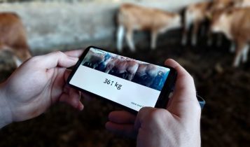 App permite pesar o gado pelo celular e com apenas uma foto; Vídeo