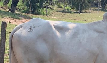 Polícia mata ladrões de gado em ação contra o grupo