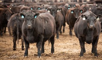 Maior pecuarista do mundo supera 500.000 bovinos e 6,5 milhões de hectares