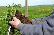 Agricultura regenerativa: Mantiqueira Brasil é pioneira na oferta de produtos orgânicos