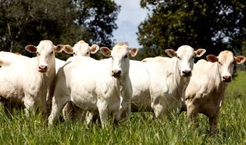 Lei impede produção agropecuária no Vale do Araguaia