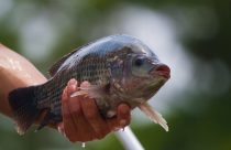Conheça os peixes que dominam as vendas na Quaresma e como escolher o melhor