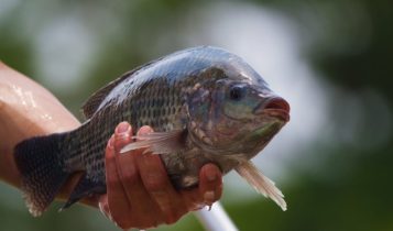 Conheça os peixes que dominam as vendas na Quaresma e como escolher o melhor