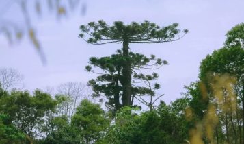 arvore