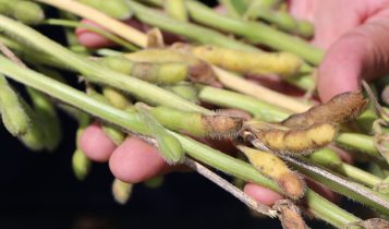 Cientistas avaliam fungicidas e cultivares para combater a podridão de grãos na soja