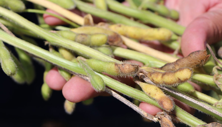 Cientistas avaliam fungicidas e cultivares para combater a podridão de grãos na soja