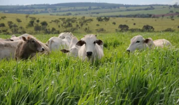 Estudo inédito compara desempenho de brachiarias em diferimento de pastagem