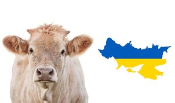 A invasão russa provocou enormes perdas para as empresas leiteiras ucranianas em 2022, quando o país viu sua produção de leite cair em quase 1 milhão de toneladas.