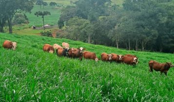 Brachiaria Dunamis dá início à terceira revolução no setor
