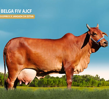 BELGA FIV AJCF