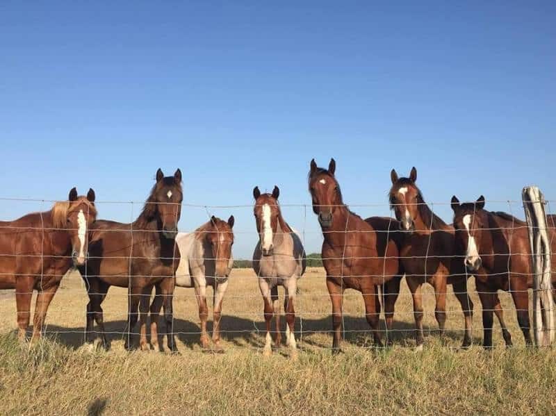 fazenda