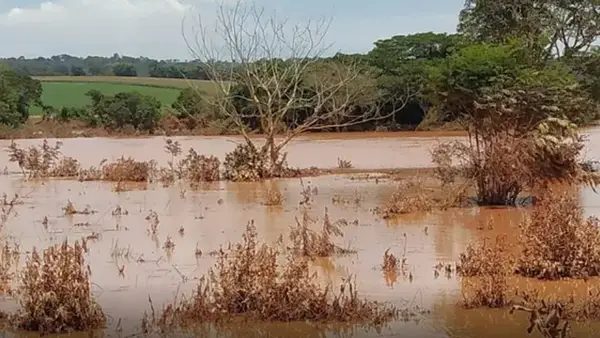 Dna Enxerto E Hormônios Em Mudas Conheça Técnica Para Reflorestar Brumadinho Após Tragédia 3350