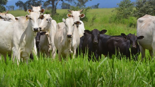 fazenda degradada