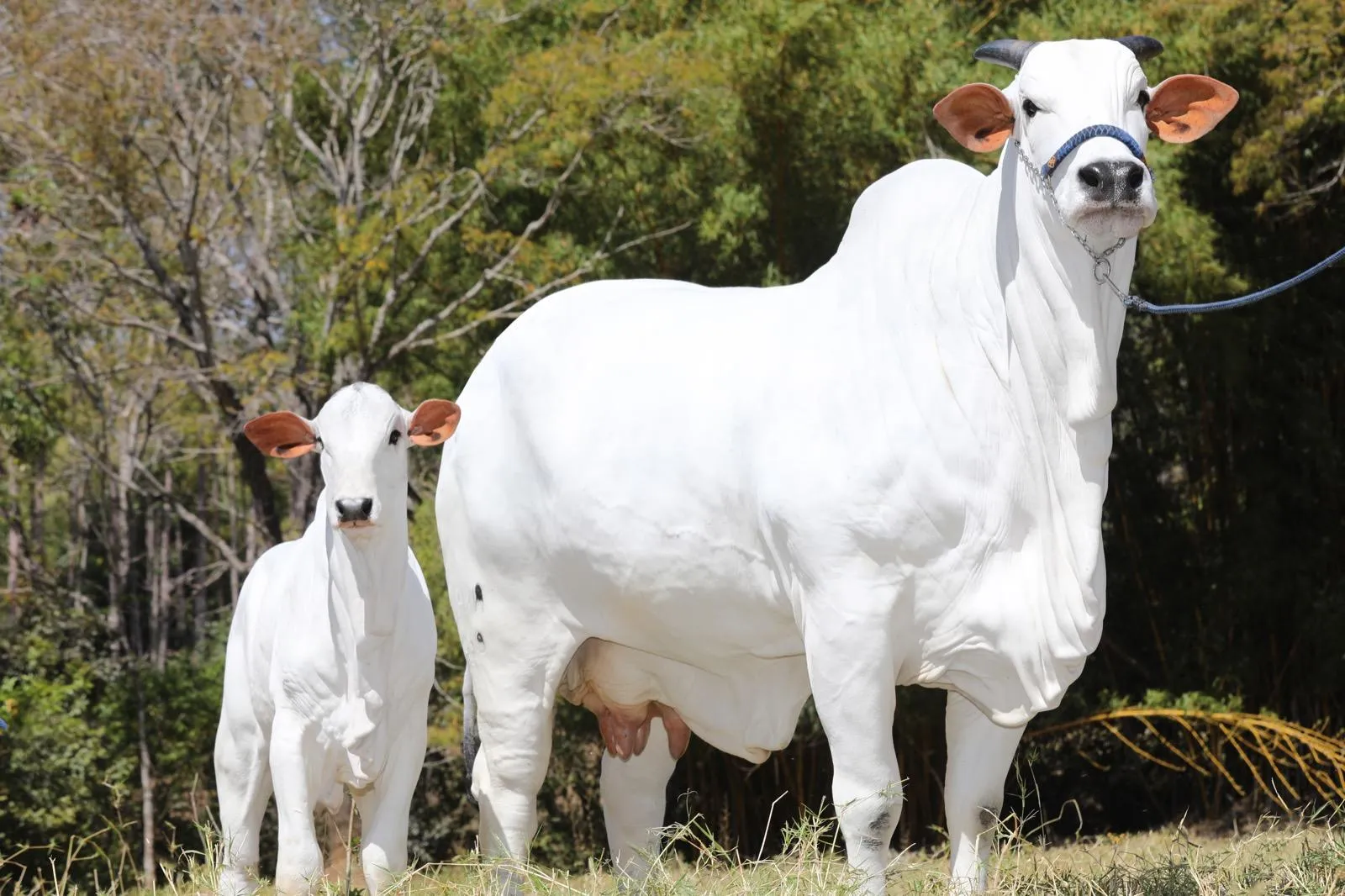 Vaca mais cara do mundo, Viatina 19, vende 100 oócitos por R$ 3,15 milhões