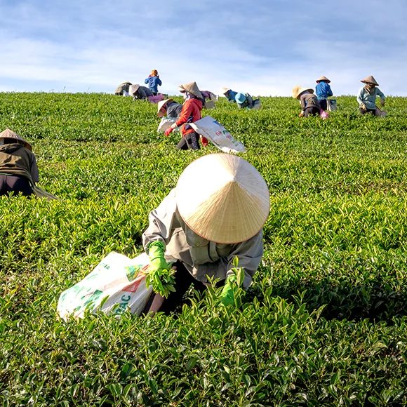 Fazenda