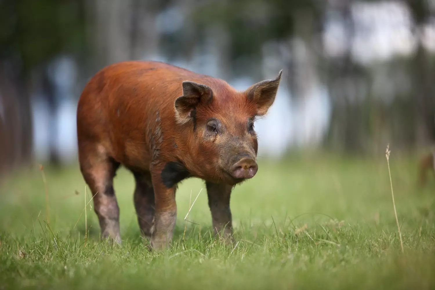 suíno duroc