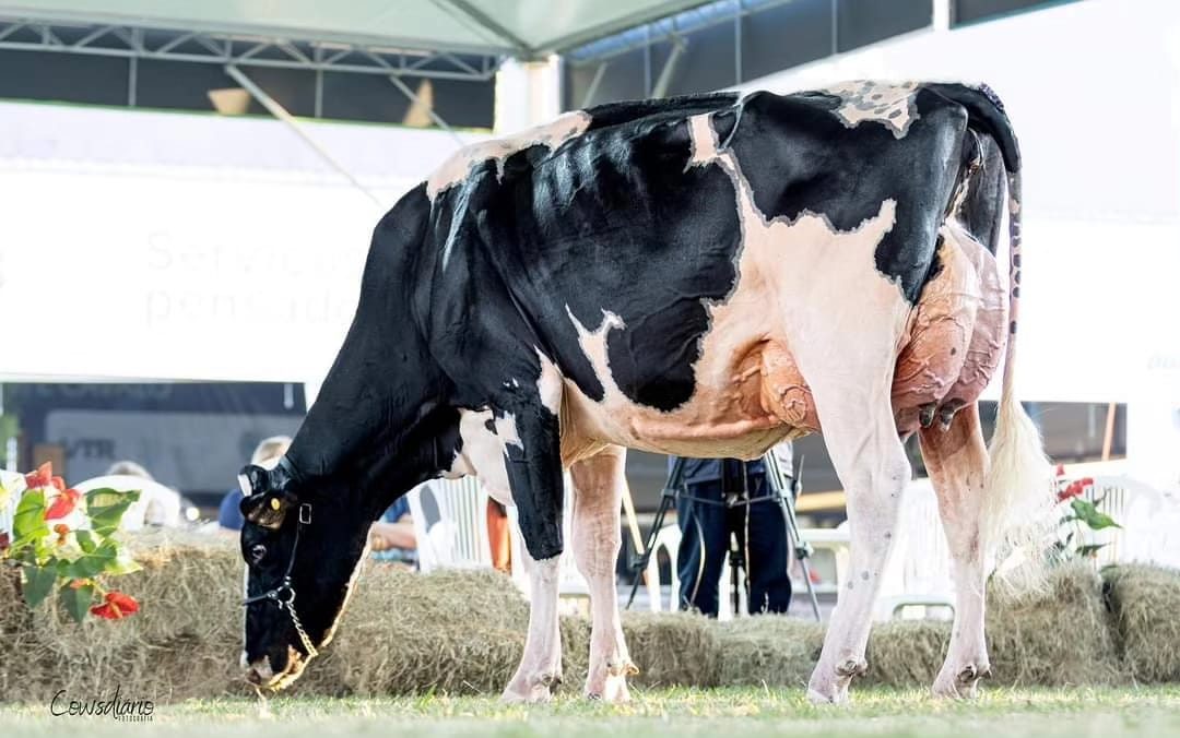 raça com maior produtividade de leite