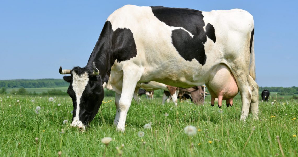 raça com maior produtividade de leite