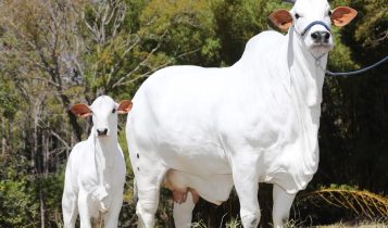 Exclusivo: Vaca Nelore mais cara do mundo será clonada