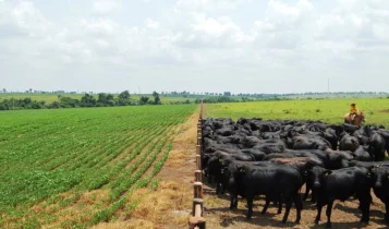 exportações do agronegócio brasileiro