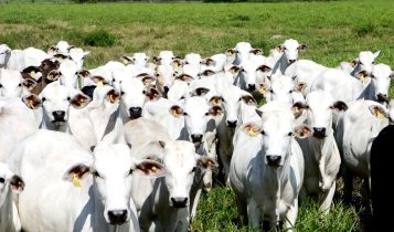 JBS lança projeto de R$ 100 milhões que pode dobrar renda de pecuaristas