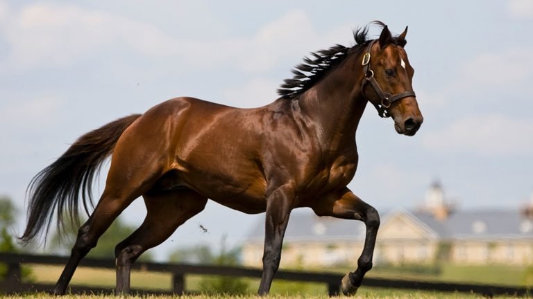 Cavalo: características, raças, importância - Brasil Escola