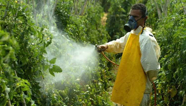 Mapa autoriza aplicação em plantas de 21 novos inseticidas à base de imidacloprido