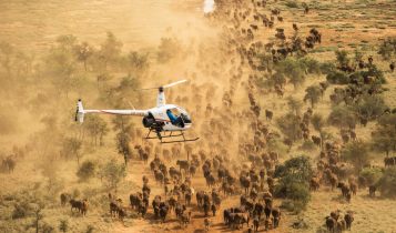 Cowboys de helicóptero desafiam a morte em uma das maiores fazendas do mundo