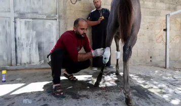 palestinos