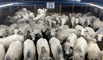ACNB-Maior-etapa-da-historia-do-Circuito-Nelore-de-Qualidade-avalia-mais-de-3000-animais-em-Barra-do-Garcas-MT