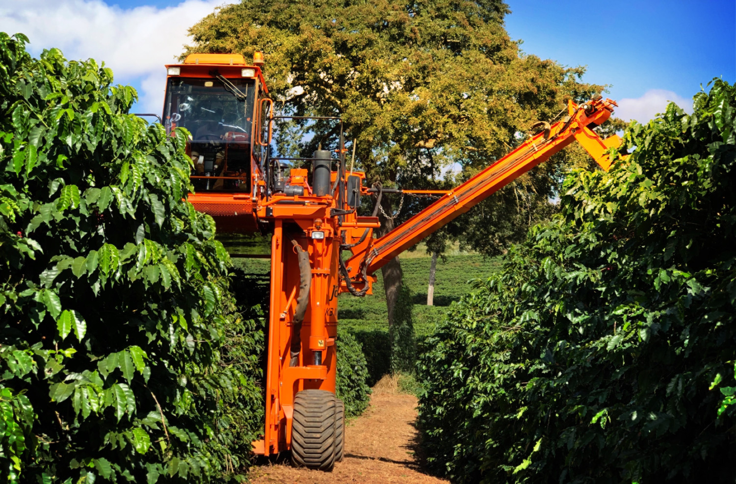 Café produzido pela São Mateus Agropecuária, fazenda do Grupo BMG