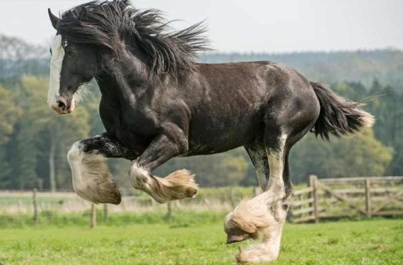 raças de cavalo mais fortes do mundo