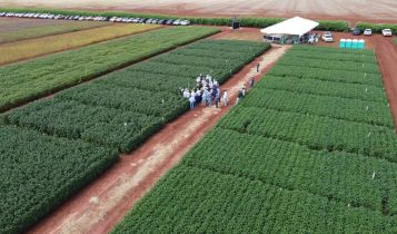 Como 30 anos de pesquisas da Fundação MT contribuíram com o agronegócio