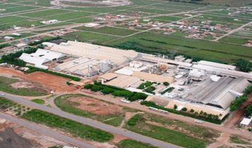 Gigante do Agro vai plantar “mil campos de futebol” de eucaliptos