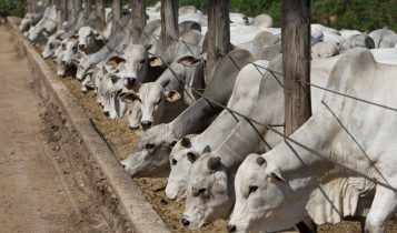 Conheça os campeões da Programa de Eficiência de Carcaça de 2023