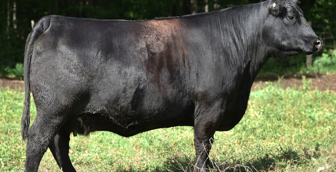 De Olho na Fazenda Pecuária BR - Fábrica de genética' começa hoje